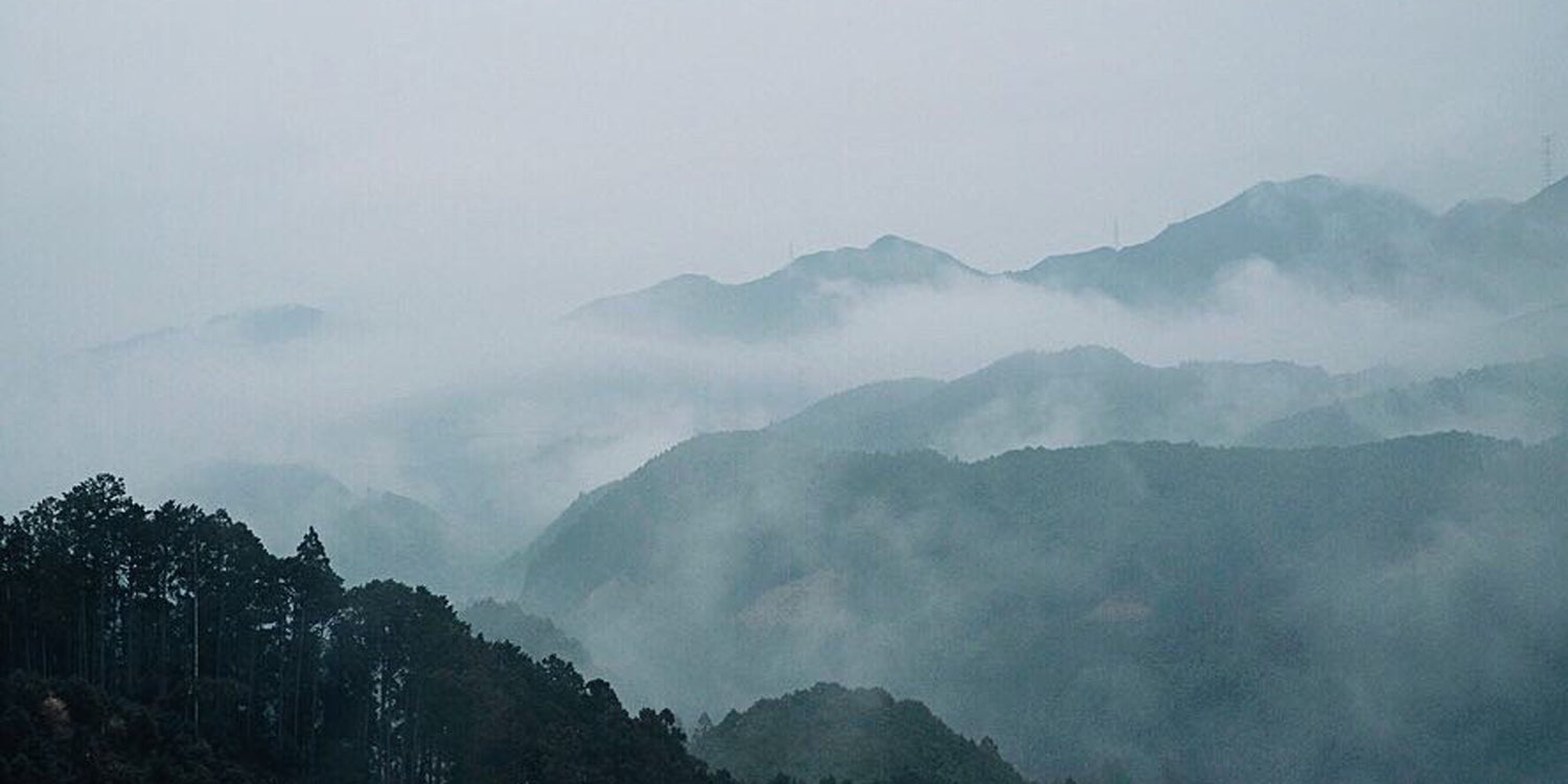 植物と果実fog POPUP STORE
