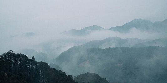 植物と果実fog POPUP STORE